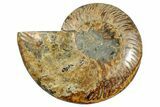 Cut & Polished Ammonite Fossil (Half) - Madagascar #267977-1